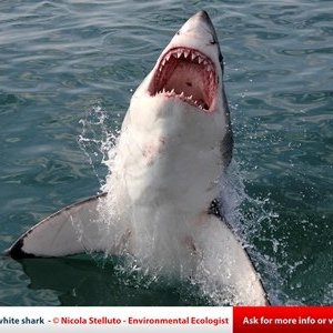 A Jawsome Great White Shark
